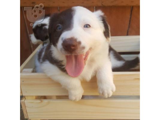 Πανέμορφα κουτάβια Border Collie,